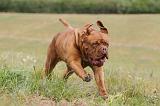 DOGUE DE BORDEAUX 074